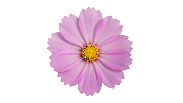 light purple cosmos flower with a yellow center, isolated on transparent background for minimalist floral designs, spring themes, and decorative elements.