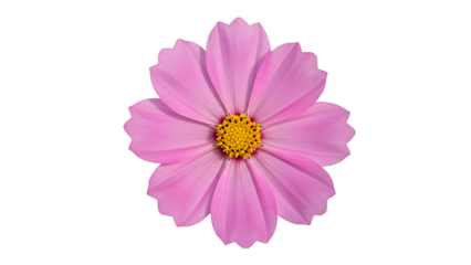 vibrant pink cosmos flower with a yellow center, isolated on transparent background for bold floral designs, summer themes, and eye-catching graphics