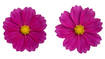 Two deep magenta cosmos flowers with yellow centers, isolated on transparent background for rich floral designs, autumn themes, and dramatic graphics.