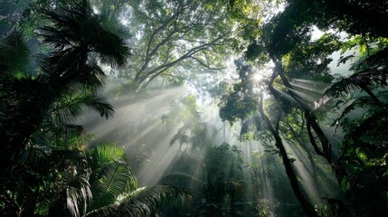 A dense tropical rainforest with mist and sun rays beaming through lush green canopy, humid atmosphere