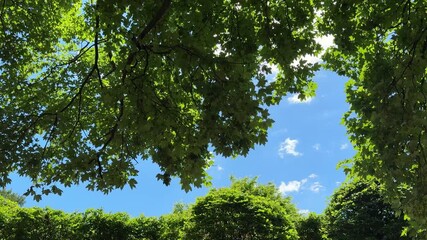 Green trees with the natural movement of the branches in the gentle breeze.