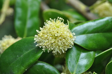 Ilex cornuta, a Korean medicinal plant known for enhancing immunity and reducing inflammation. Photographed in Korea.
