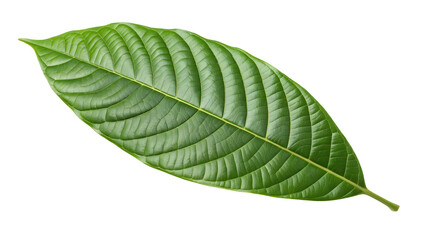 Obraz premium Single vibrant green leaf with prominent veins on a white background