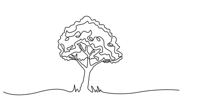 tree animation continuous one line drawing, Tree sketch, one line drawing animation. Video clip with alpha channel, Animation of a single line drawing of a tree. Continuous contour movement of a tree.