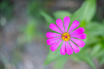 Obraz premium Pink Flower in the garden
