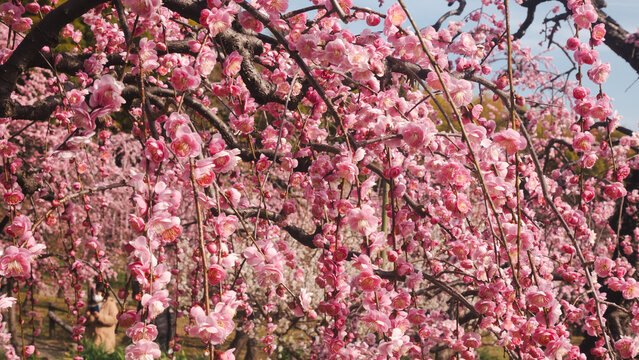 Peach Blossom in spring, Sakura Japan