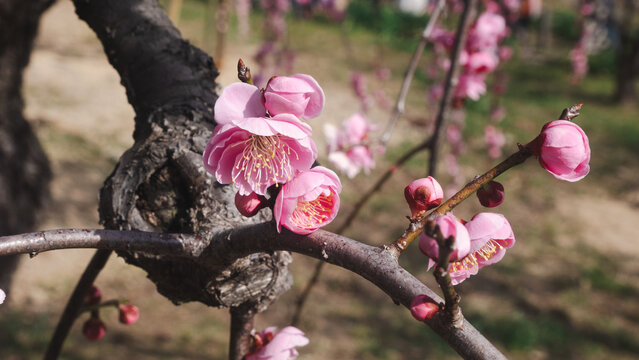 Pink peach blossom