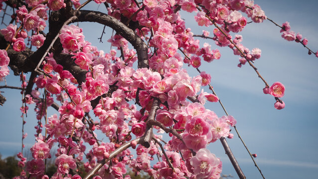 Pink peach blossom in the beginning of spring Japan