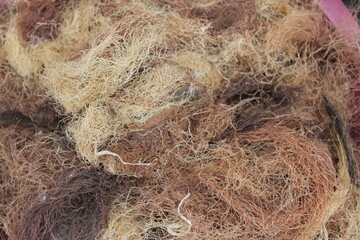 Female flower of Schisandra chinensis, a Korean medicinal herb valued for liver protection and fatigue relief. Photographed in Korea.
