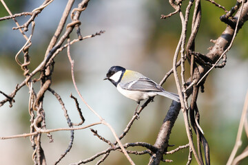 木に留まるシジュウカラ