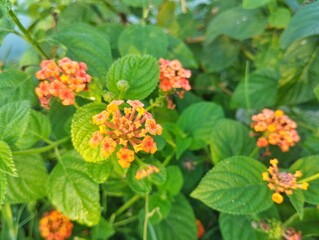 Common Lantana flowers (Lantana camara) blossom in outdoor garden 
