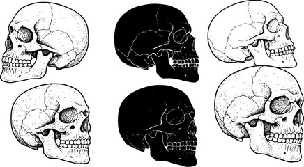 Anatomical skull illustration art featuring human bone structure for medical or educational use in graphic design