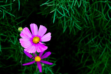 The Pink Cosmos Flowers Blooming in The Dark Background