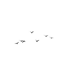 Flying birds vector illustration 