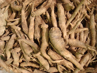 Dried roots of Adenophora triphylla, traditionally used to support respiratory and digestive...