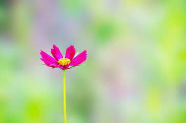 The purple Cosmos Flowers Blooming on blur green Background