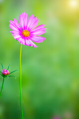 Cosmos Flowers Blooming in blur Background.copy space
