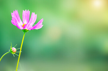 The Pink Cosmos Flowers Blooming in blur garden Background.copy space