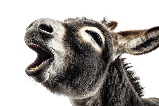 Close up of a donkey braying with mouth wide open isolated on transparent background