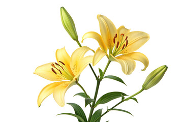 Two yellow lilies with buds isolated on transparent background