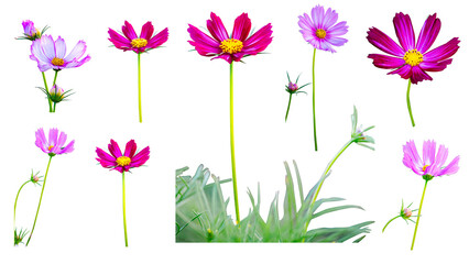 Set of Cosmos Flowers Blooming isolate on transparent background.
