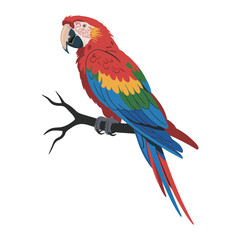 Fototapeta premium Macaw Bird, vector illustration on white background.