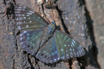 【スミナガシ】