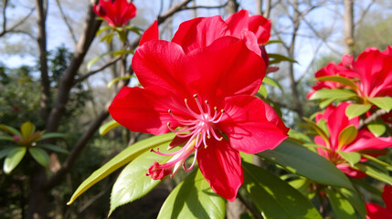 Red queen of flower of Rhododendron arboreum subsp.