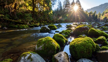 Sunlit river flows over moss-covered rocks in a forest