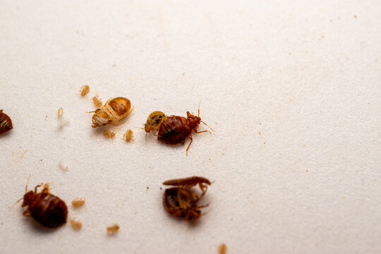Dead bed bugs
