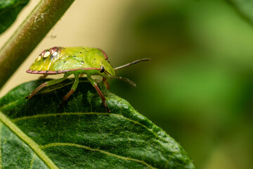 Green stink bug on a leaf