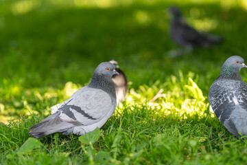 Pigeon in the city park. Feral pigeon (Columba livia domestica), also called city dove or street pigeon with orange eye in the city green space. 