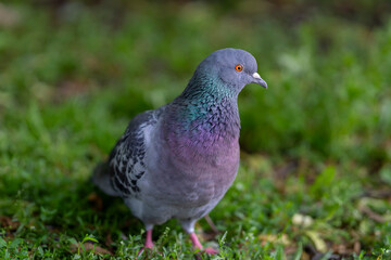 Pigeon in the city park. Feral pigeon (Columba livia domestica), also called city dove or street pigeon with orange eye in the city green space. 