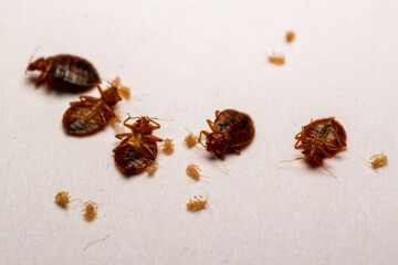 Dead bed bugs