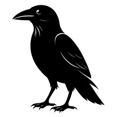 Obraz premium crow on a white background