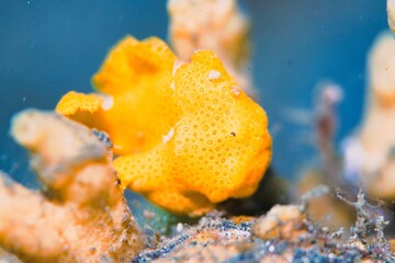 Commerson's Frogfish in the Lembeh Strait, Sulawesi, Indonesia
