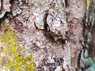 Close-up of rough tree bark with moss and lichen texture in natural forest