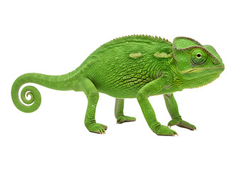 Fototapeta premium green chameleon reptile lizard isolated on white png 