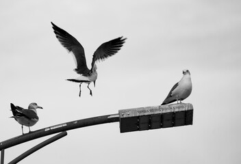 A seagull landing on a street lamp against a black and white sky