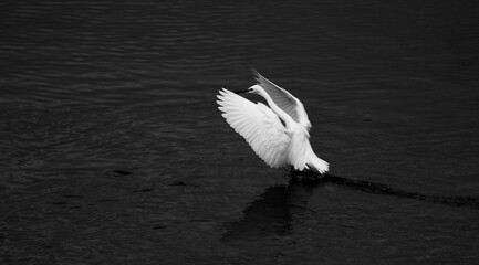 Graceful movement of a white bird on dark water (black and white photo)