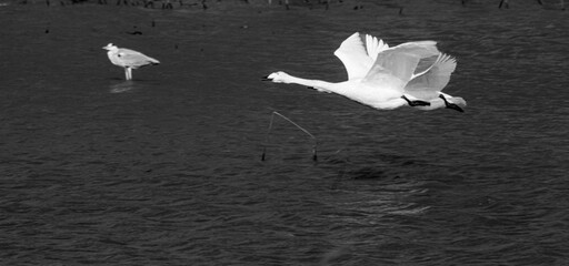 Graceful movement of a white bird on dark water (black and white photo)