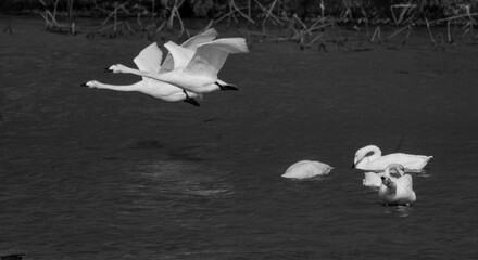 Graceful movement of a white bird on dark water (black and white photo)
