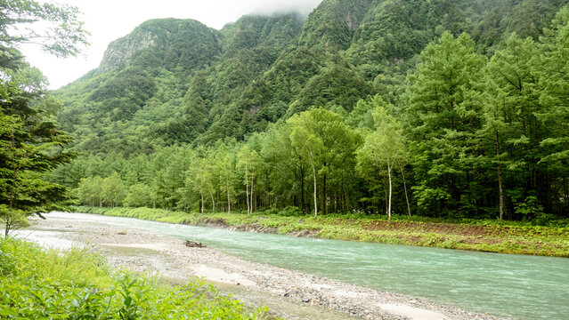 river in the forest