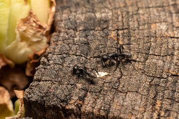 Ants on a wooden background