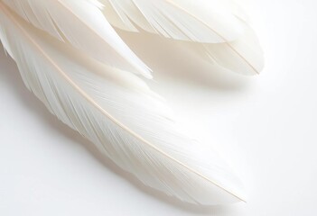 Obraz premium Delicate white bird feathers, softly overlapping on pristine white background, bloom, pastel