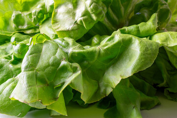 fresh green lettuce