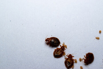Dead bed bugs