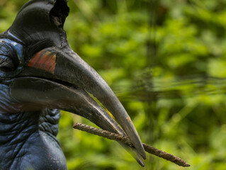 Bucorve d'Abyssinie © Ludovic