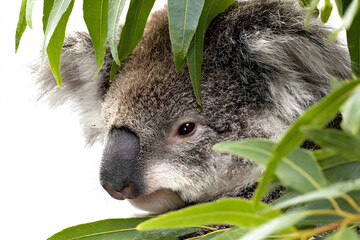 Close up of a koala bear peeking through eucalyptus leaves