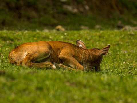 banteng